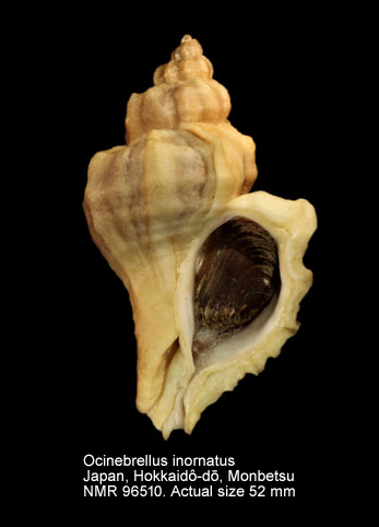 Ocinebrellus inornatus (4).jpg - Ocinebrellus inornatus (Récluz,1851)